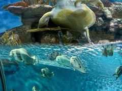 -上海海洋水族馆