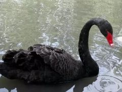 -新疆天山野生动物园