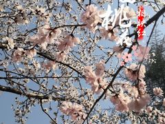 -桃花堤公园
