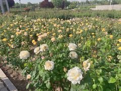 -石家庄市植物园