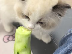 -欣宠猫屋·矮脚拿破仑·蓝金金渐层