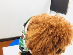 -瑞派动物医院·猫专科·至诚(江南中分院)