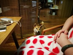 店内小狗-柴务处·柴犬主题狗咖