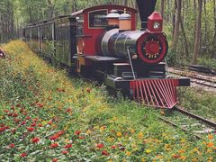 -合肥滨湖国家森林公园