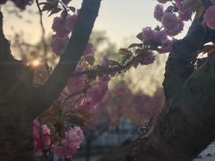 -嘉定紫藤园