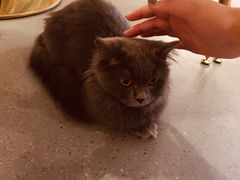 -飞行喵MR PILOT|猫舍·猫咖(静安大融城店)