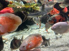 -太平洋海底世界