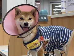 -联合动物医院(光谷诊疗中心)
