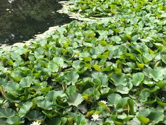 -清华大学-清芬园