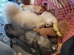 -more than meow吴止猫主题餐厅(承德 中船汇店)