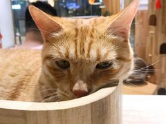 -藏猫猫咖啡主题馆(中央大道店)