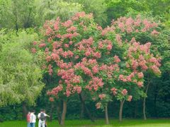 -莲花山公园