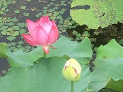 -荷塘月色湿地公园·向阳花洲