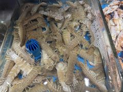 -加餐海鲜自助(宝龙一城店)