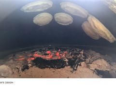 -三中高皇羊肉馆