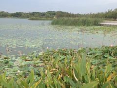 -尚贤河湿地