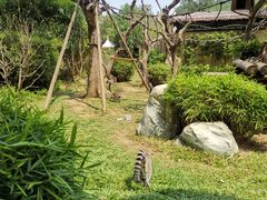 -熊猫自助餐厅.萌趣城堡(长隆熊猫酒店)