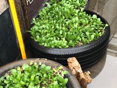 -土食锅灶·地锅鸡(宝山路店)