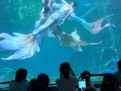 -海合安成都极地海洋公园