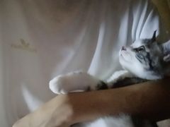 -lincat·猫舍(广州店)