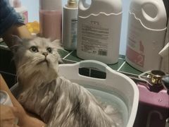 -山宅一喵德文卷毛猫舍