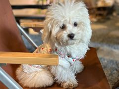 -J Create城市露营咖啡·简餐·宠物(上海动物园店)