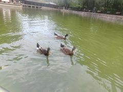 -团结湖公园