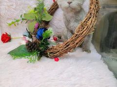 -十年猫舍·猫咪专门店(普陀店)