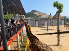 -西霞口神雕山野生动物世界