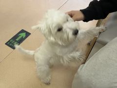 -瑞派·关忠动物医院·猫专科·犬专科(三环新城店)