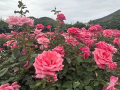 -亚龙湾国际玫瑰谷