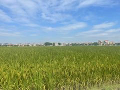 -崖口云吞(中堡店)