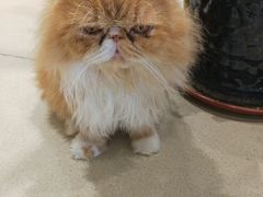 -藏猫猫咖啡主题馆(中央大道店)