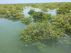 景点-北海金海湾红树林生态旅游区