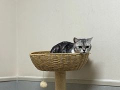 -谐和益家动物医院·免疫绝育·血液透析·宠保定点医院(高新伊藤分院)