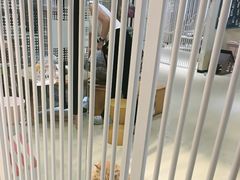 -藏猫猫咖啡主题馆(中央大道店)