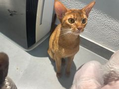 -琪喵猫屋·撸猫猫咖·猫舍