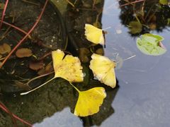-韬光茶庵