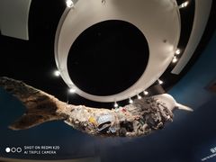 -贝林大翅鲸简餐厅(国家海洋博物馆店)