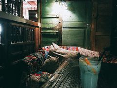 -壹六猫窝(谷德店)