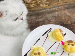 -喵屿·大理花园猫咖