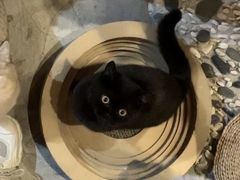 -喵屿·大理花园猫咖