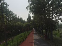 -上海长兴岛郊野公园