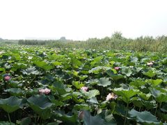 -荷塘月色湿地公园·向阳花洲