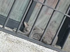 -猫岛主趣味餐厅(鼓浪屿店)
