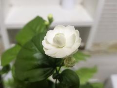 -大芊金重庆串串火锅(南京路店)