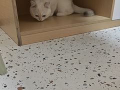 -瑞派康怡24h宠物医院·犬猫医疗中心·微创绝育(瑞景分院)
