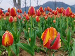 -径山花海