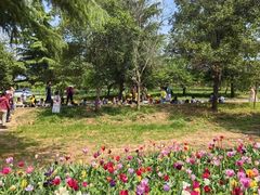 -洛阳郁金香牡丹园