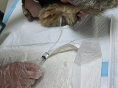 -纳吉亚猫专科动物医院博雅分院